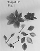 Clematis%20viticella%20%27Evipo114%27