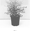 Nandina%20domestica%20%27Nansid1%201%27