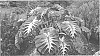 Colocasia%20esculenta%20%27Waikiki%27