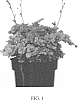 Heuchera%20hybrid%20%27ALCHEFRIL%27