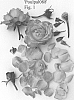 Rosa%20hybrida%20%27Poulpal088%27