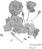 Rosa%20hybrida%20%27Poulcas069%27