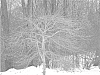Platanus%20occidentalis%20%27DRABROT%27