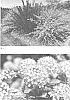 Physocarpus%20opulifolius%20%27ZLENora%27