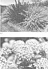 Physocarpus%20opulifolius%20%27ZLENora%27