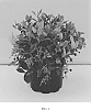 Gaultheria%20shallon%20%27Gaulsidh12%27