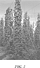 Humulus%20lupulus%20%27ADHA%201940%27