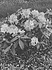Rhododendron%20hybrida%20%27HoldenRhodo211%27