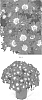 Crysanthemum%20x%20morifolium%20%27CIFZ0092%27