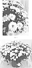 Chrysanthemum%20x%20morifolium%20%27CIFZ0094%27