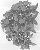 Impatiens%20hawkeri%20%27Dongiwirohoro%27