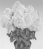 Hydrangea%20paniculata%20%27HP220901%27