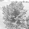 Lagerstroemia%20hybrid%20%27Baillagtwo%27