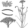 Ozothamnus%20diosmifolius%20%27ESM%20RI009%27