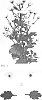 Chrysanthemum%20X%20morifolium%20%27DLFALMA3%27