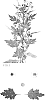 Chrysanthemum%20X%20morifolium%20%27DLFSHOR12%27