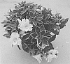 Alstroemeria%20hybrida%20%27Zapriclare%27