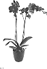 x%20Doritaenopsis%20%20%28Doritis%20x%20Phalaenopsis%29%20%27Bulls%20Eye%27