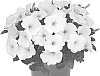 Petunia%20X%20hybrida%20%27Dopetdurawhi%27