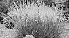 Festuca%20arundinacea%20%27Glow%20Sticks%27