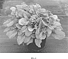 Ajuga%20reptans%20%27Parpar%27