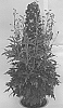 Delphinium%20elatum%20X%20%28Delphinium%20x%20belladonna%29%20%27ET%20DLP%20808%27