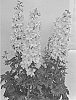 Delphinium%20elatum%20X%20%28Delphinium%20x%20belladonna%29%20%27ET%20DLP%20824%27