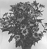 Echinacea%20purpurea%20X%20Redbeckia%20hirta%20%27ET%20RDB%20816%27