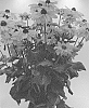Echinacea%20purpurea%20X%20Rudbeckia%20hirta%20%27ET%20RDB%20949%27