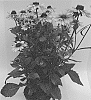 Echinacea%20purpurea%20X%20Rudbeckia%20hirta%20%27ET%20RDB%20818%27
