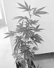 CANNABIS%20PLANT%20NAMED%20%27VB252X%27