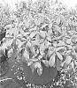 Pieris%20japonica%20%27Piesid2%27