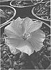 Hibiscus%20rosa-sinensis%20%27JBG%20RH-05%27