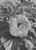 Hibiscus%20rosa-sinensis%20%27JBG%20BH-03%27