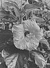 Hibiscus%20rosa-sinensis%20%27JBG%20BH-03%27
