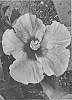 Hibiscus%20rosa-sinensis%20%27JBG%20MH-17%27