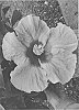Hibiscus%20rosa-sinensis%20%27JBG%20MH-17%27