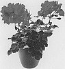 Pelargonium%20peltatum%20%27LVPI1912%27