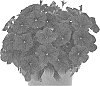 Petunia%20X%20hybrida%20%27Dopetpoplucobl%27