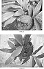 Alpinia%20officinarum%20%27McghieVCG%27