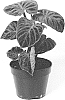 Philodendron%20verrucosum%20%27PPIPVE015%27