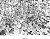 Ajuga%20reptans%20x%20Ajuga%20tenorii%20%27Corcan%27