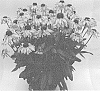 Echinacea%20purpurea%20X%20Rudbeckia%20hirta%20%27ET%20RDB%20803%27