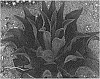 X%20Mangave%20plant%20named%20%27Night%20Owl%27