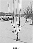 Prunus%20avium%20%27RL%20100%27