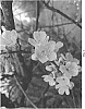Prunus%20cerasus%20L.%20%27Lincoln%27