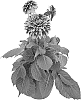 Dahlia%20hybrida%20%27BKDAFRW%27