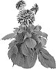 Dahlia%20hybrida%20%27BKDAFRW%27