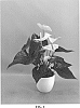 Anthurium%20andraeanum%20L.%20%27AN2491496%27