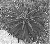 Manfreda%20x%20Agave%20%27Black%20Magic%27
